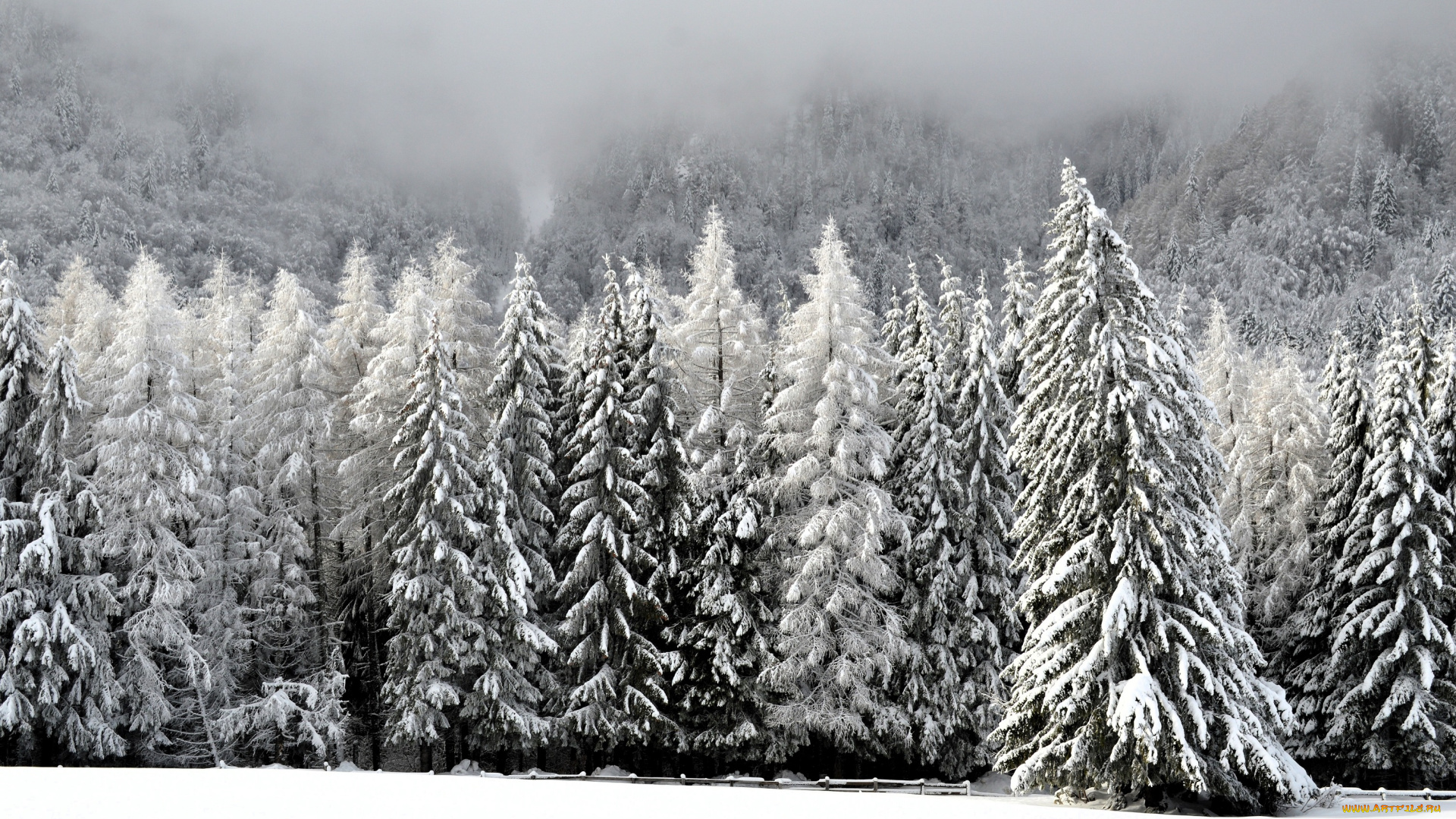 природа, лес, ёлки, снег, зима