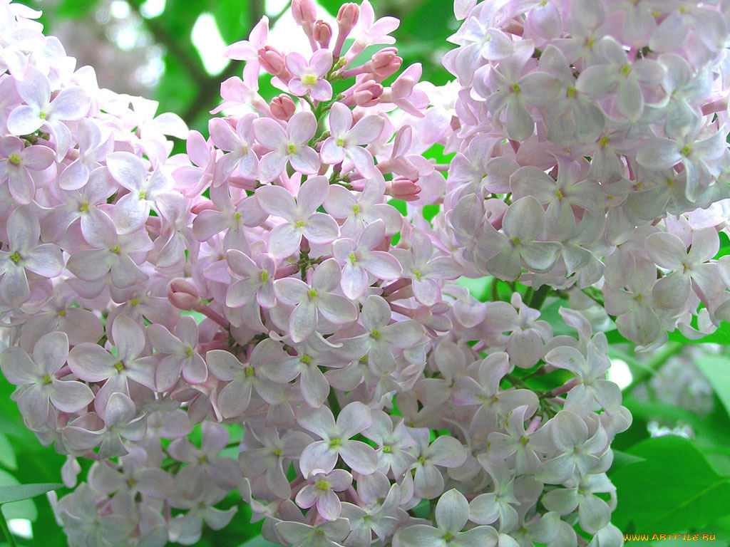 цветы, сирень