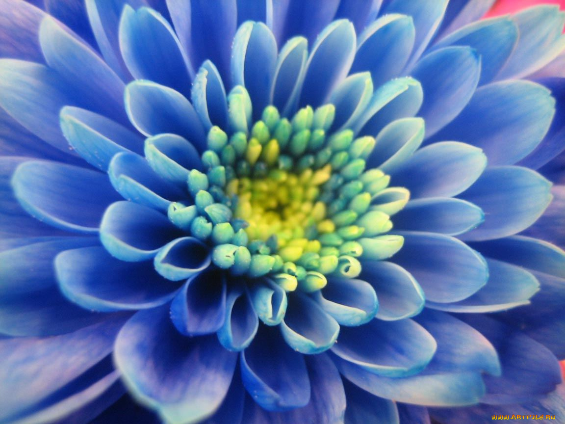 цветы, хризантемы