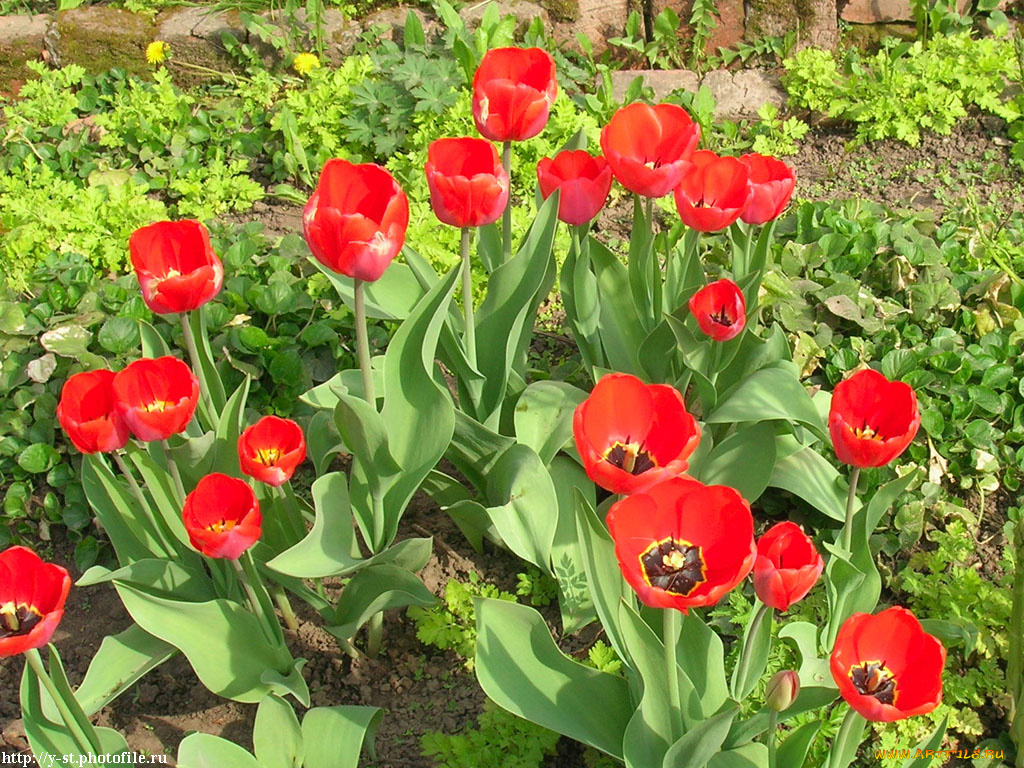 весенние, тюльпаны, цветы