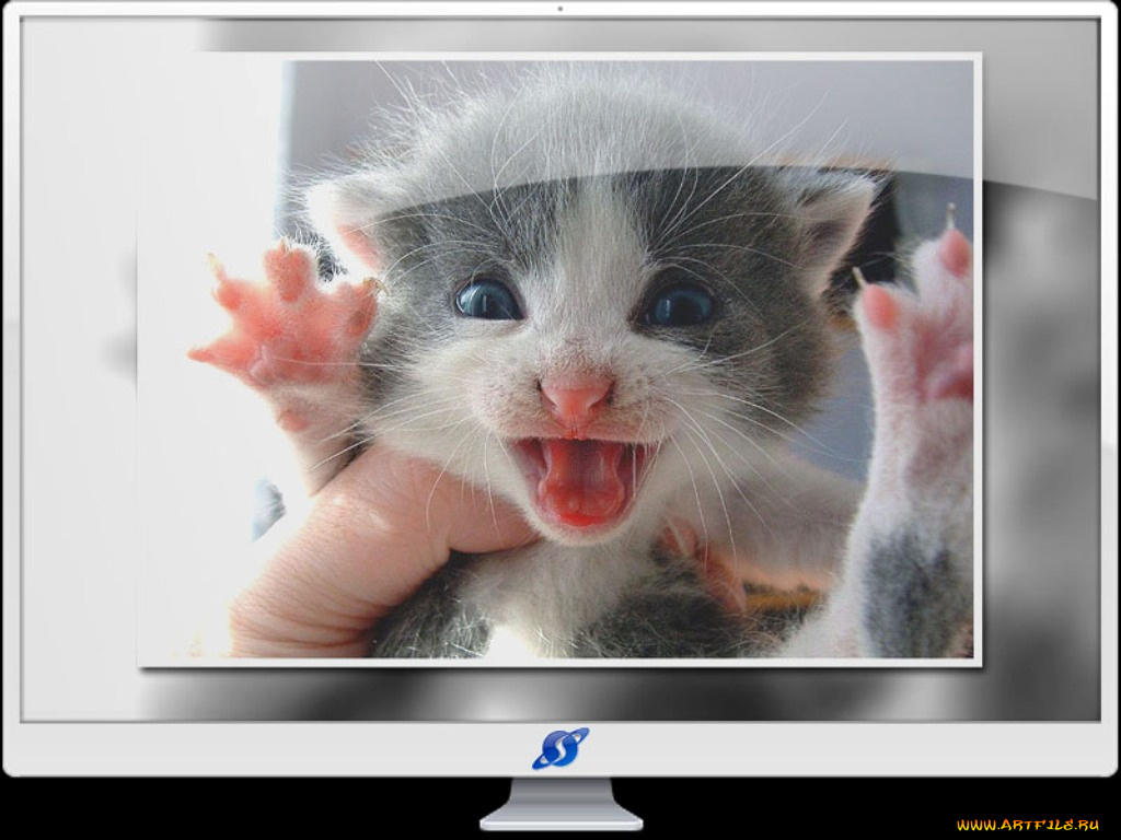 животные, коты