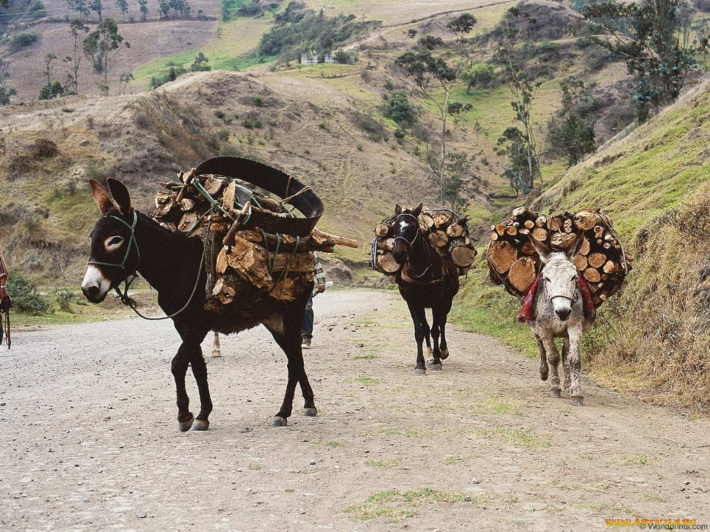 животные, ослы