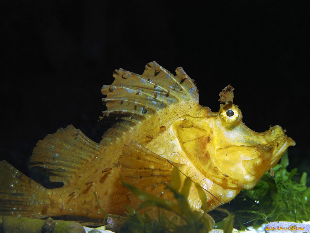 животные, рыбы