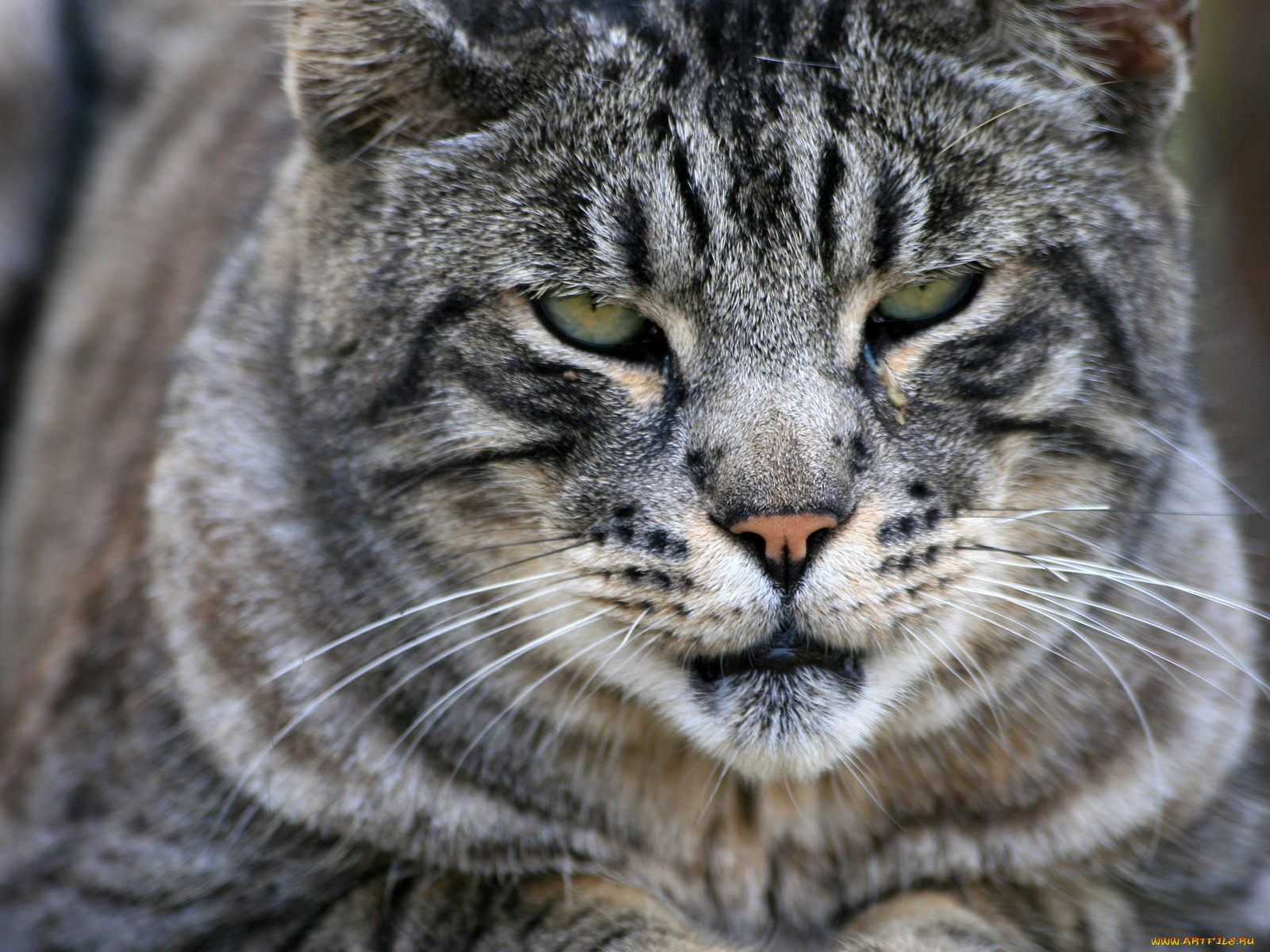 животные, коты