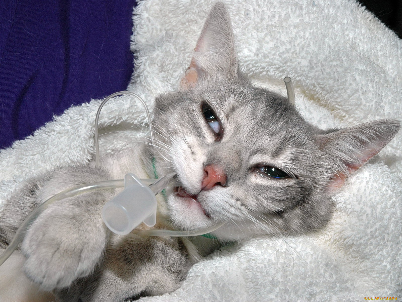 животные, коты