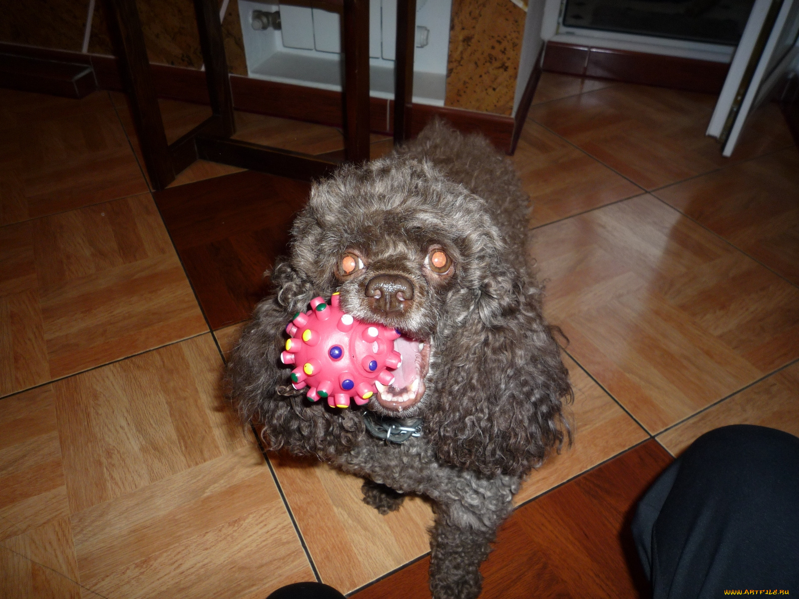 животные, собаки