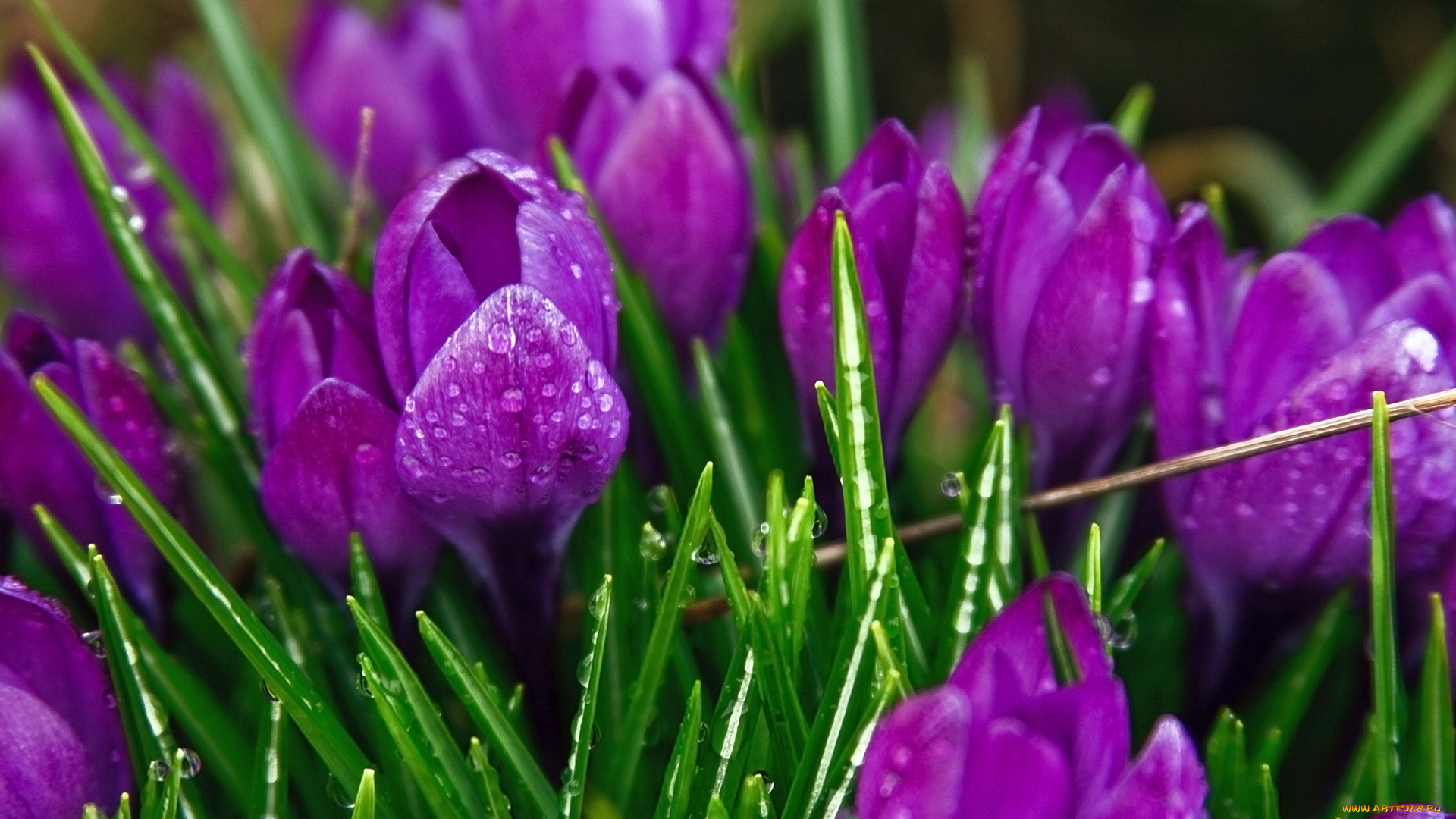 цветы, крокусы