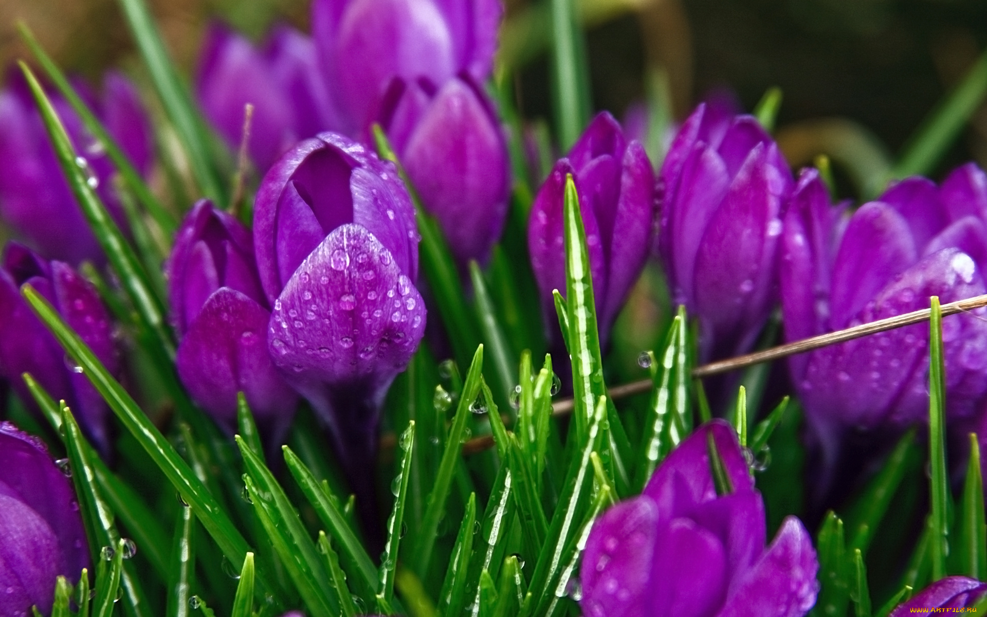 цветы, крокусы