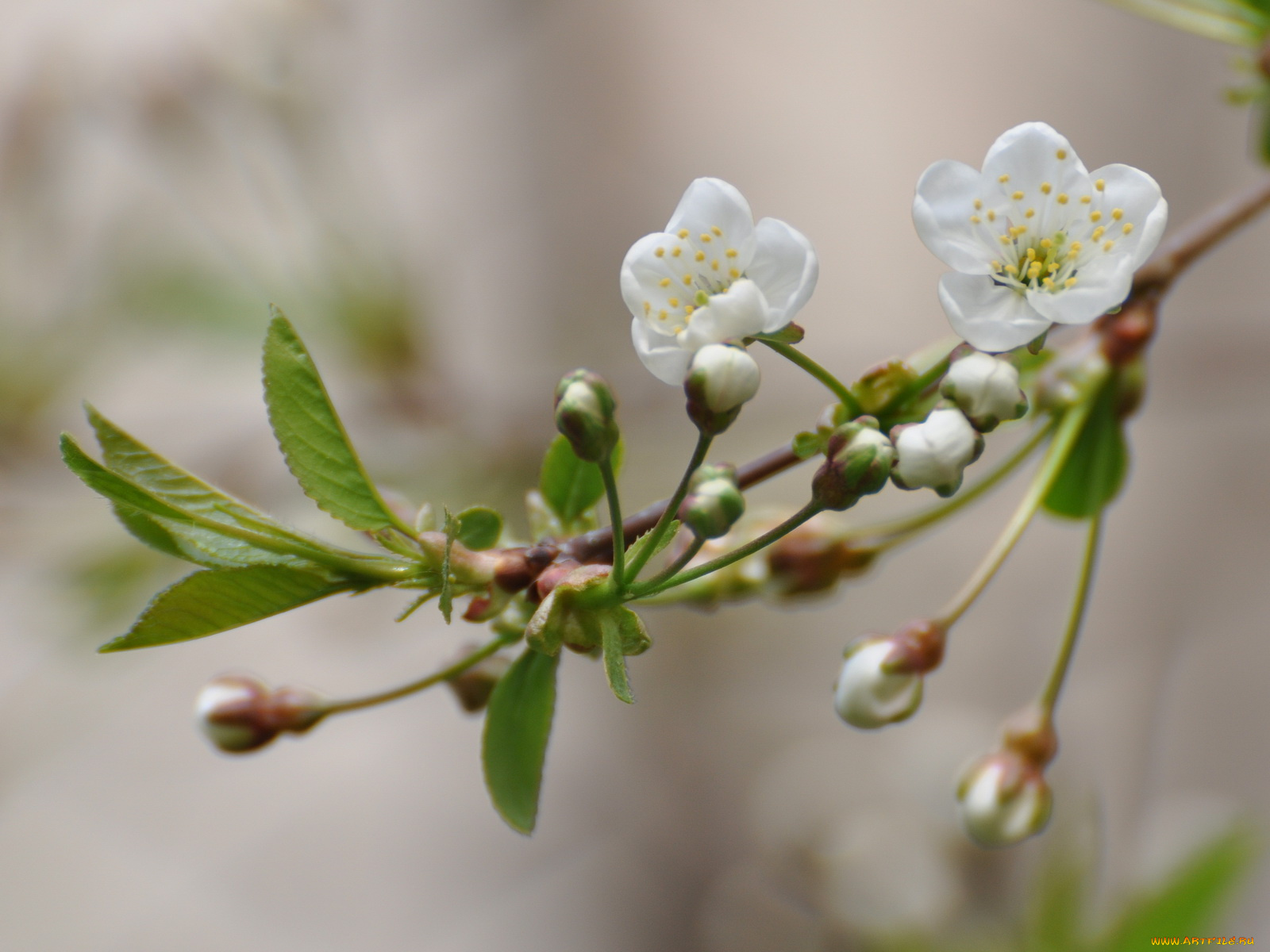 цветы, цветущие, деревья, кустарники