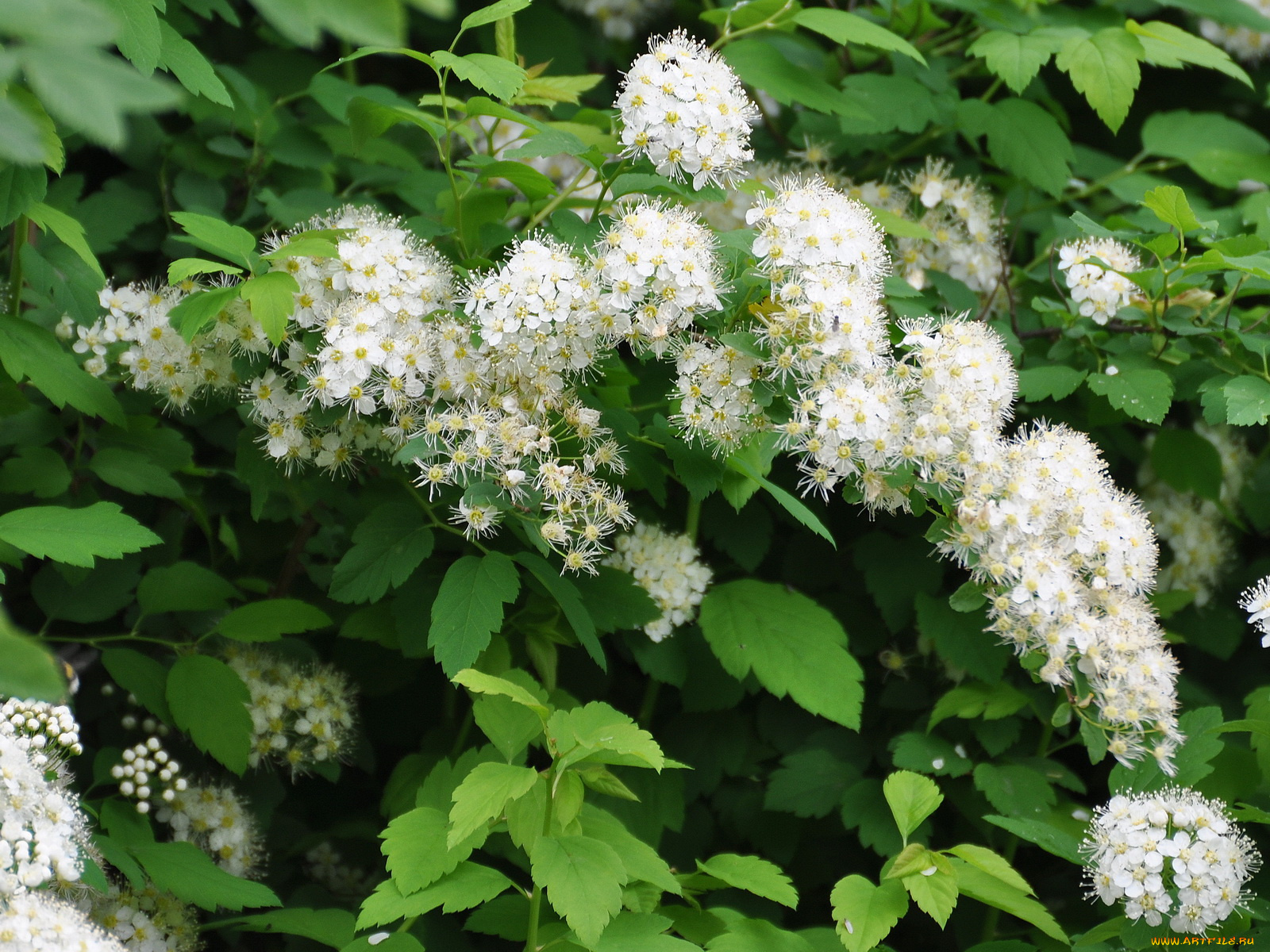 цветы, цветущие, деревья, кустарники