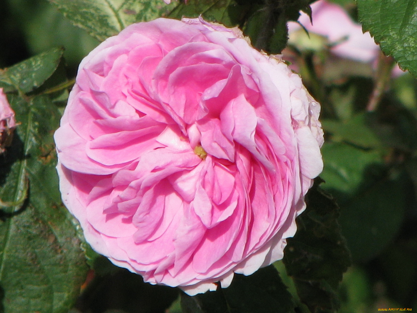 цветы, розы