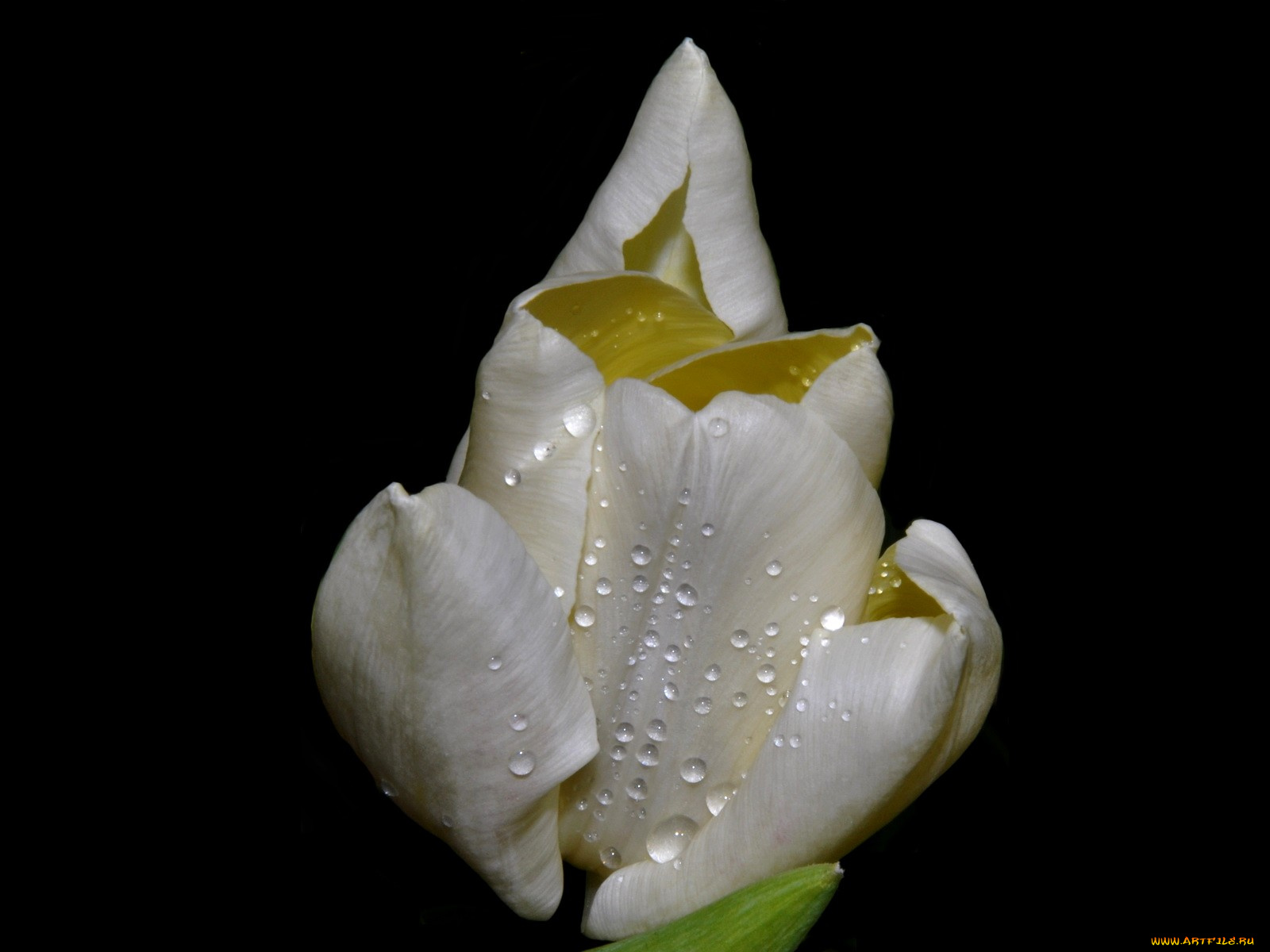 цветы, тюльпаны