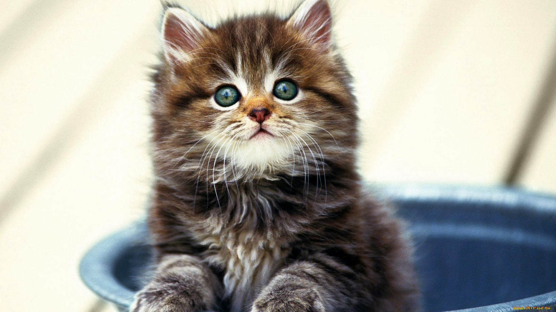 животные, коты