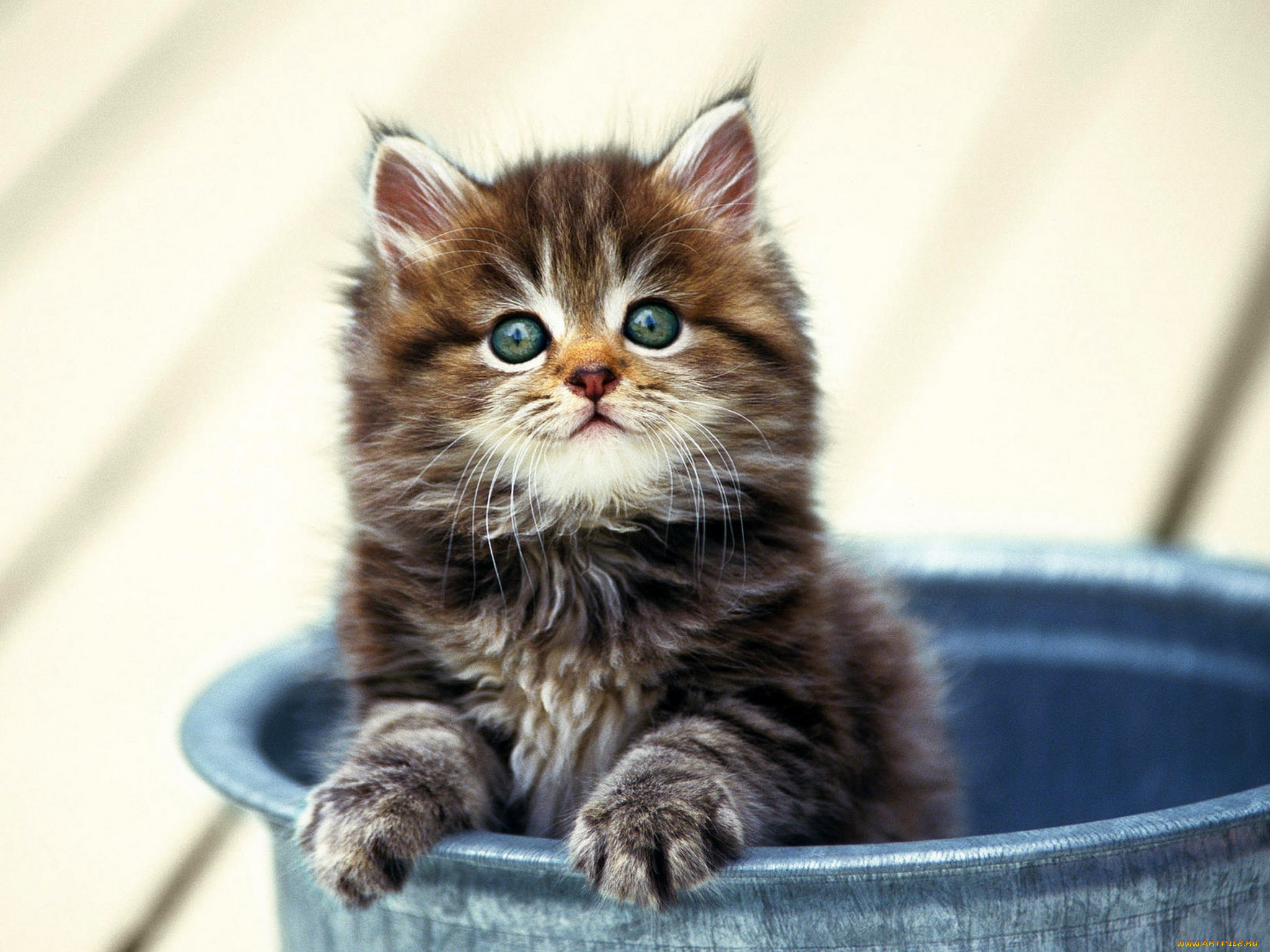 животные, коты