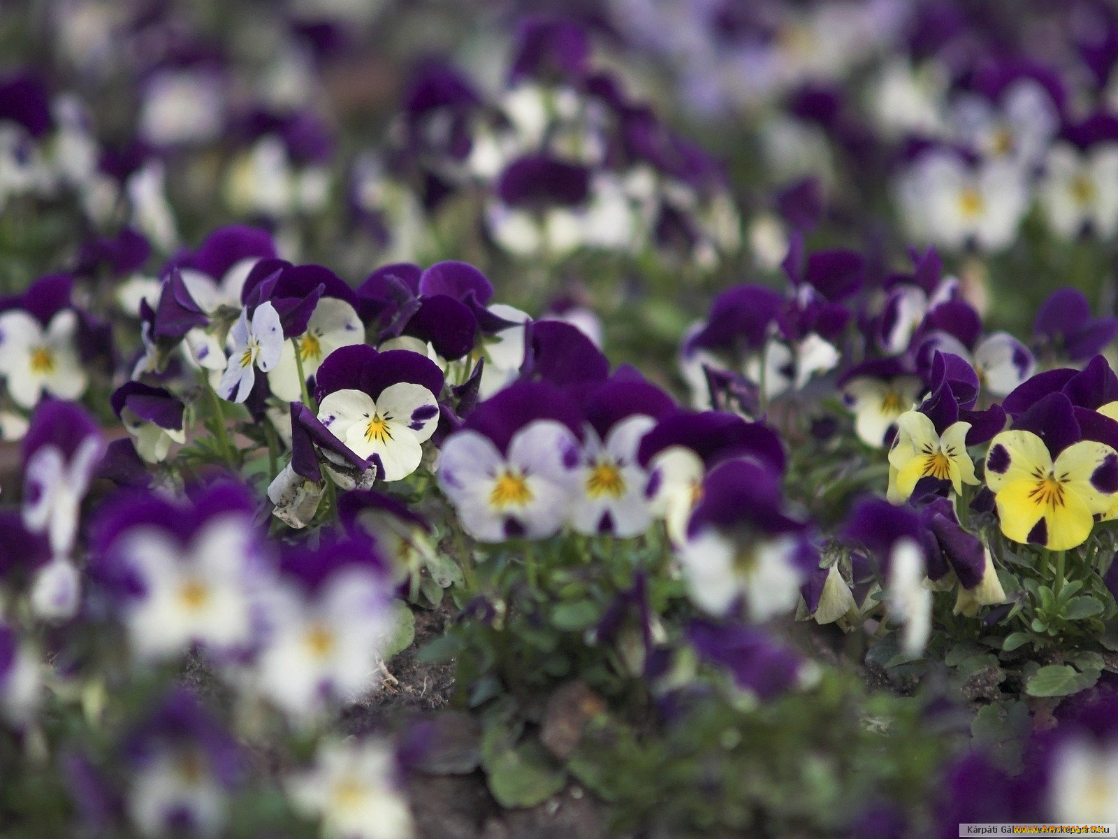 цветы, анютины, глазки, садовые, фиалки