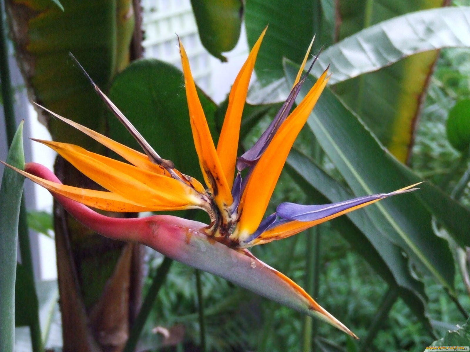 цветы, стрелиция, райская, птица