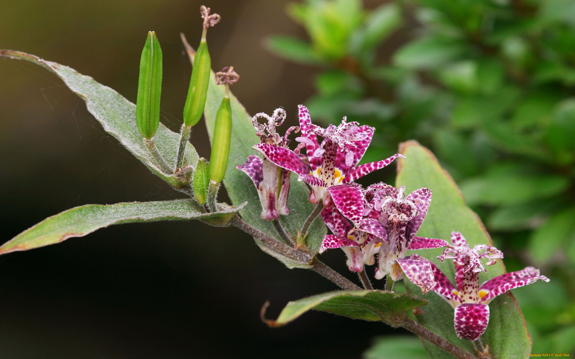 цветы, орхидеи