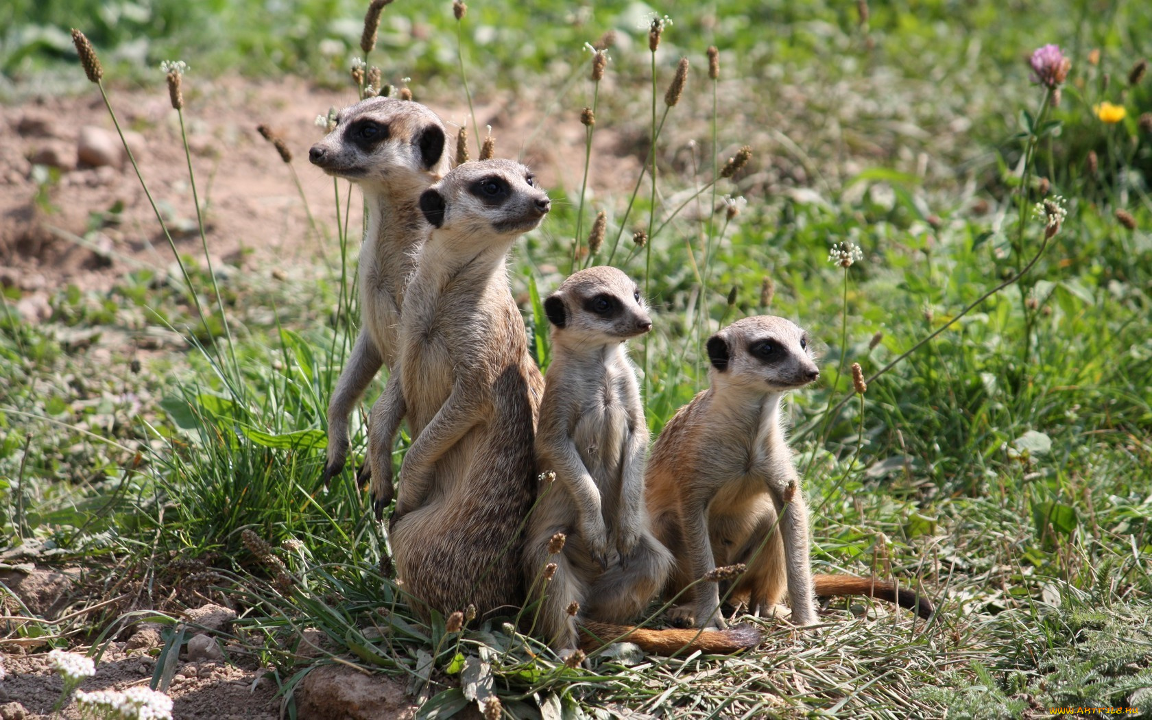 животные, сурикаты, семья
