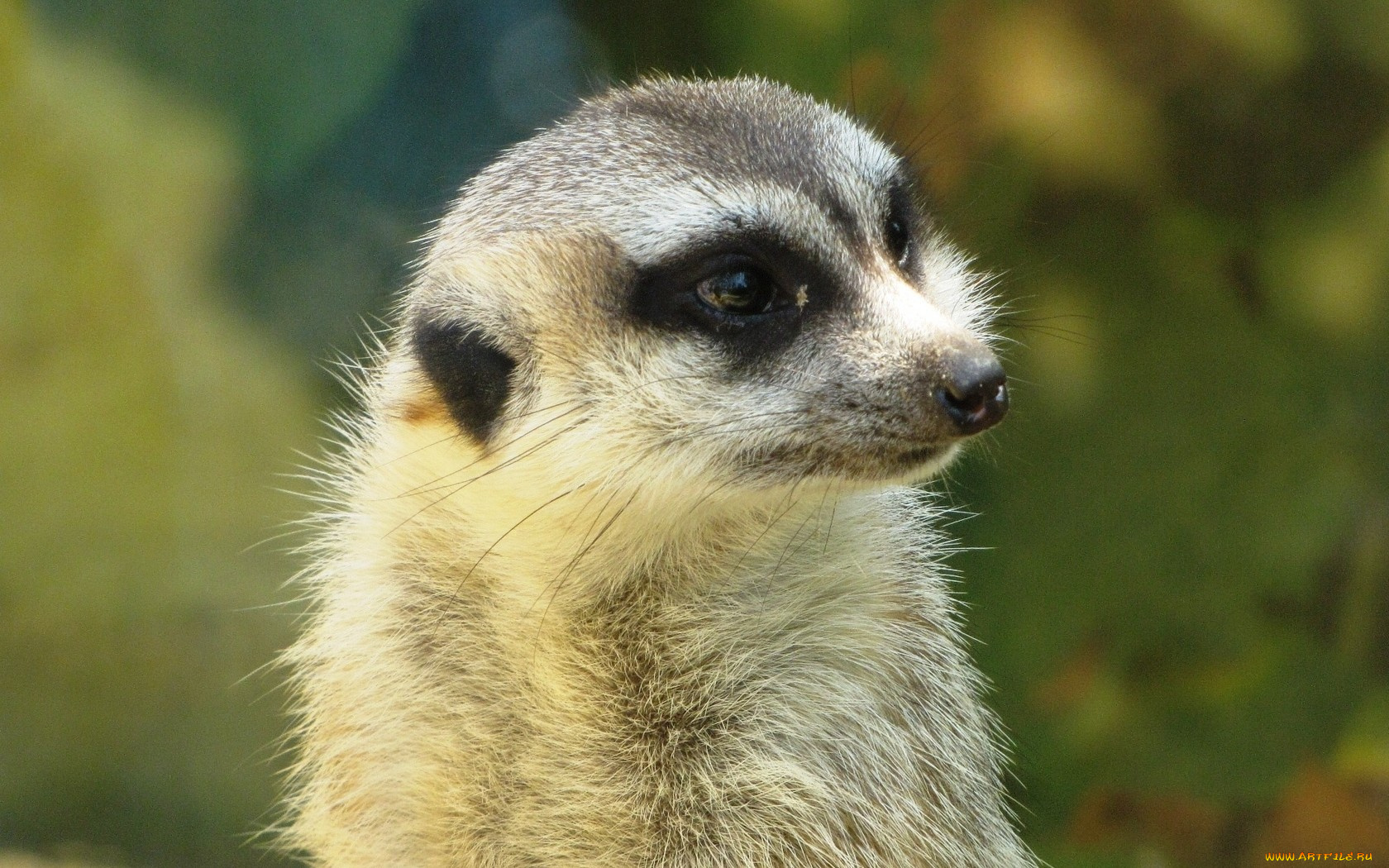 животные, сурикаты, взгляд