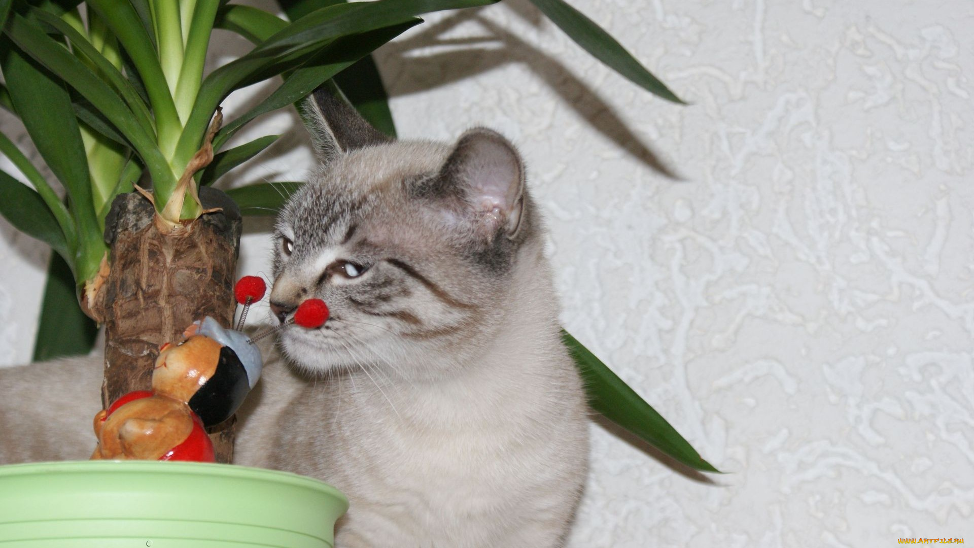 автор, geronima, животные, коты, кот, игрушка