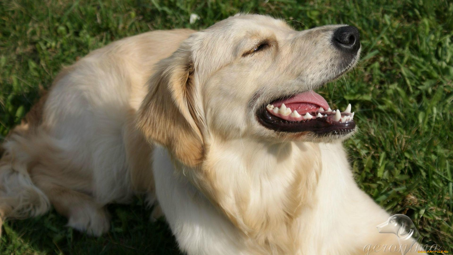 автор, geronima, животные, собаки, golden, retriever