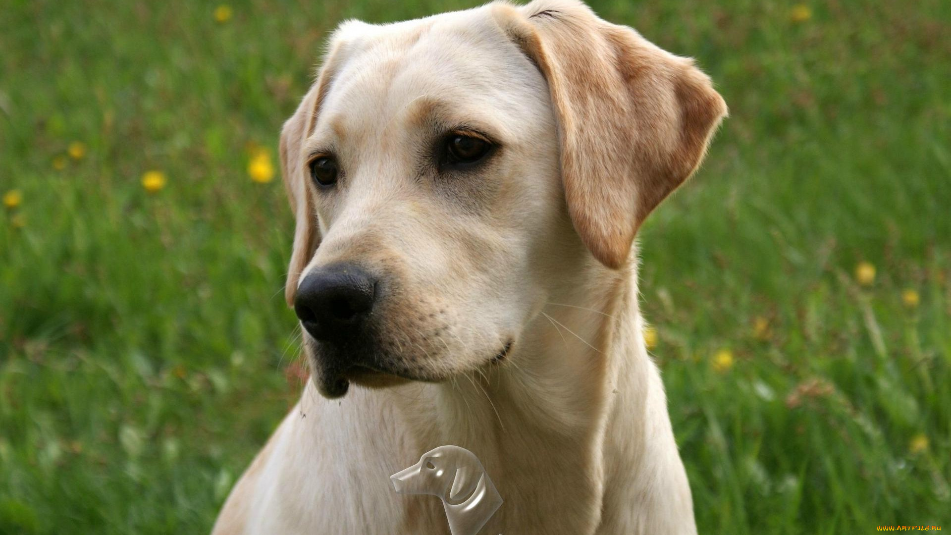 автор, geronima, животные, собаки, retriever