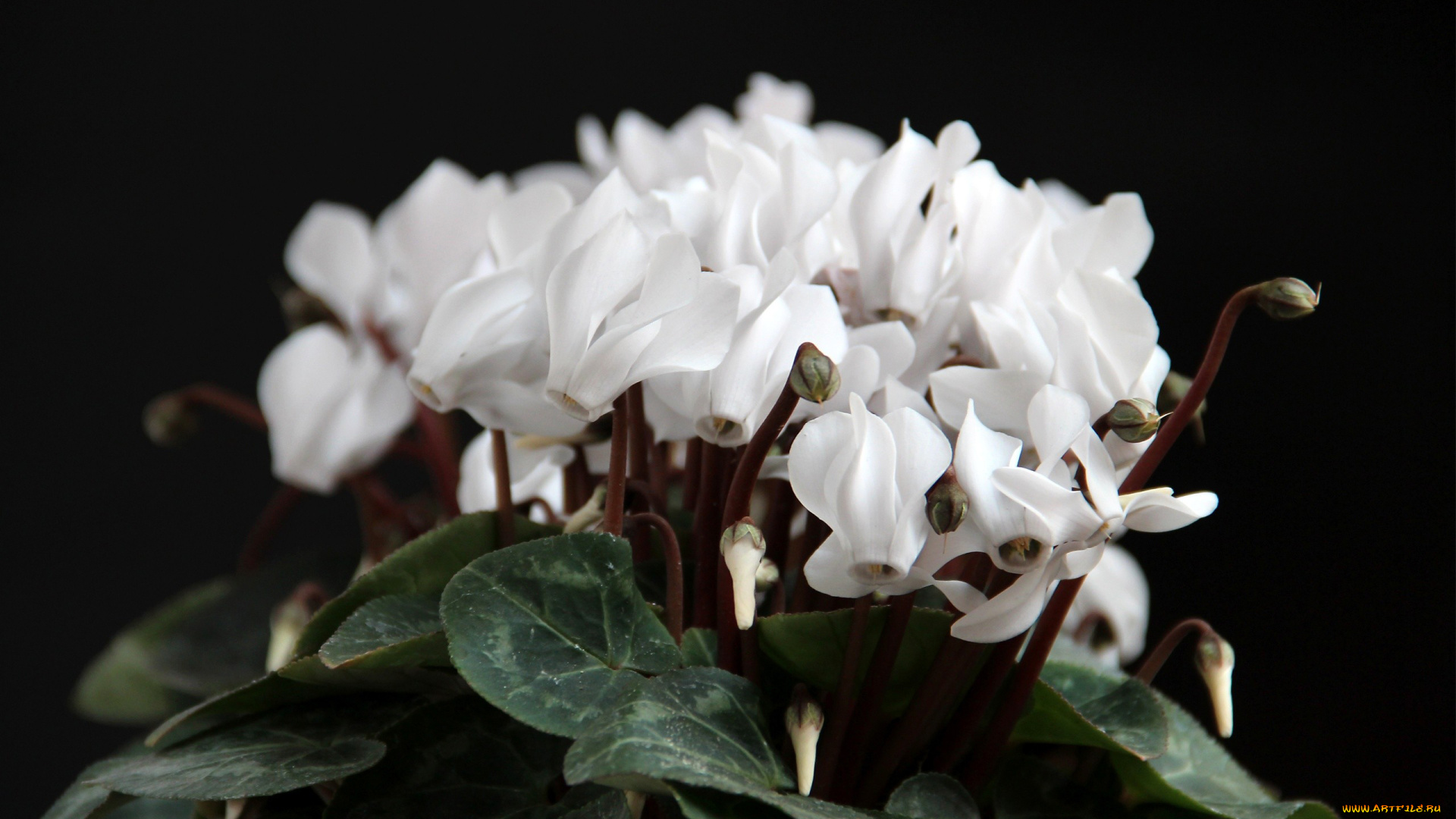 автор, thean, цветы, цикламены, бутоны, белый