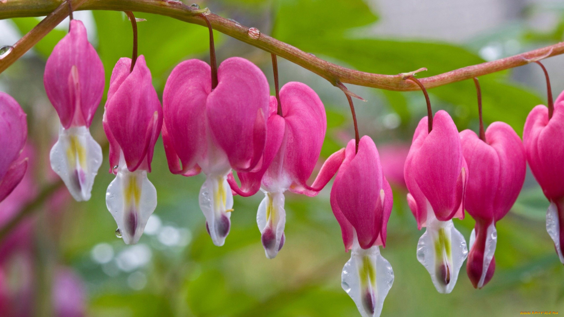 цветы, дицентра, разбитое, сердце, розовый, капли