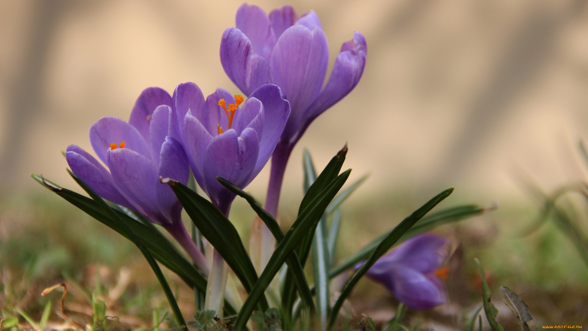 цветы, крокусы, весна, сиреневый