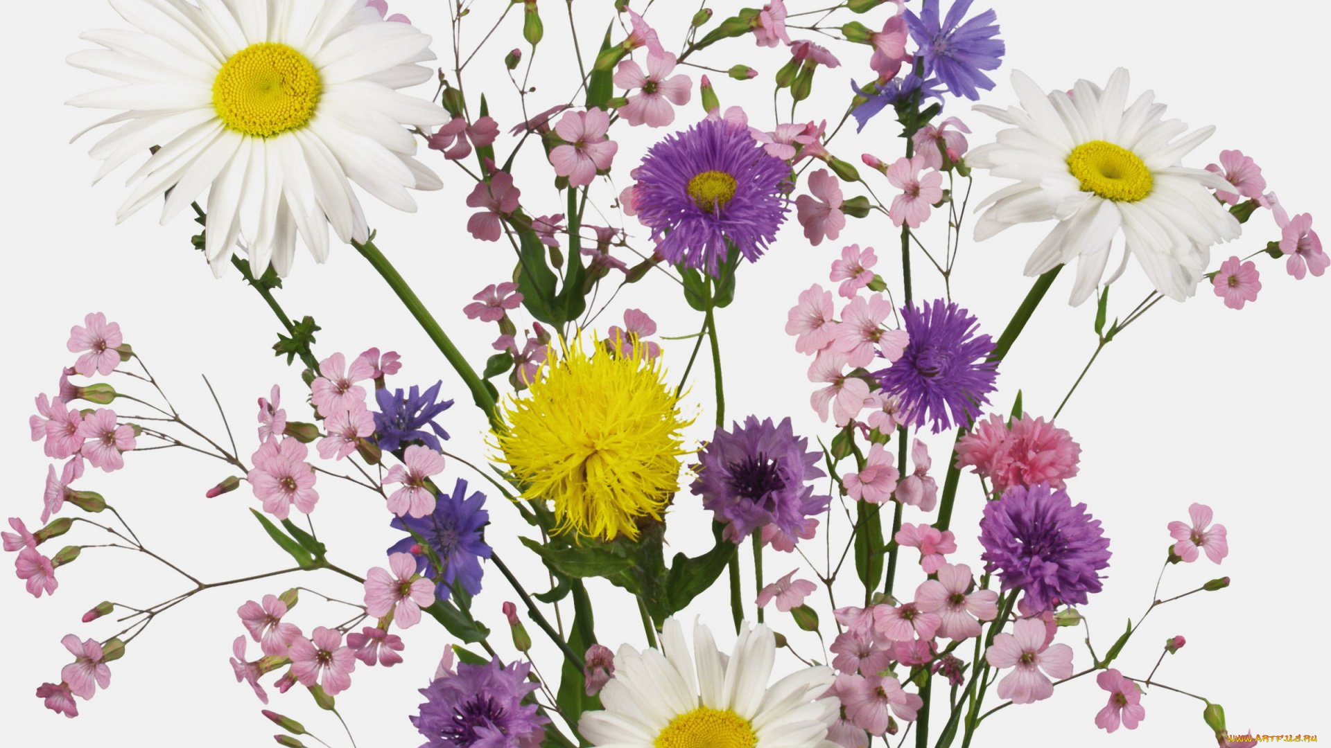 цветы, луговые, полевые, разные