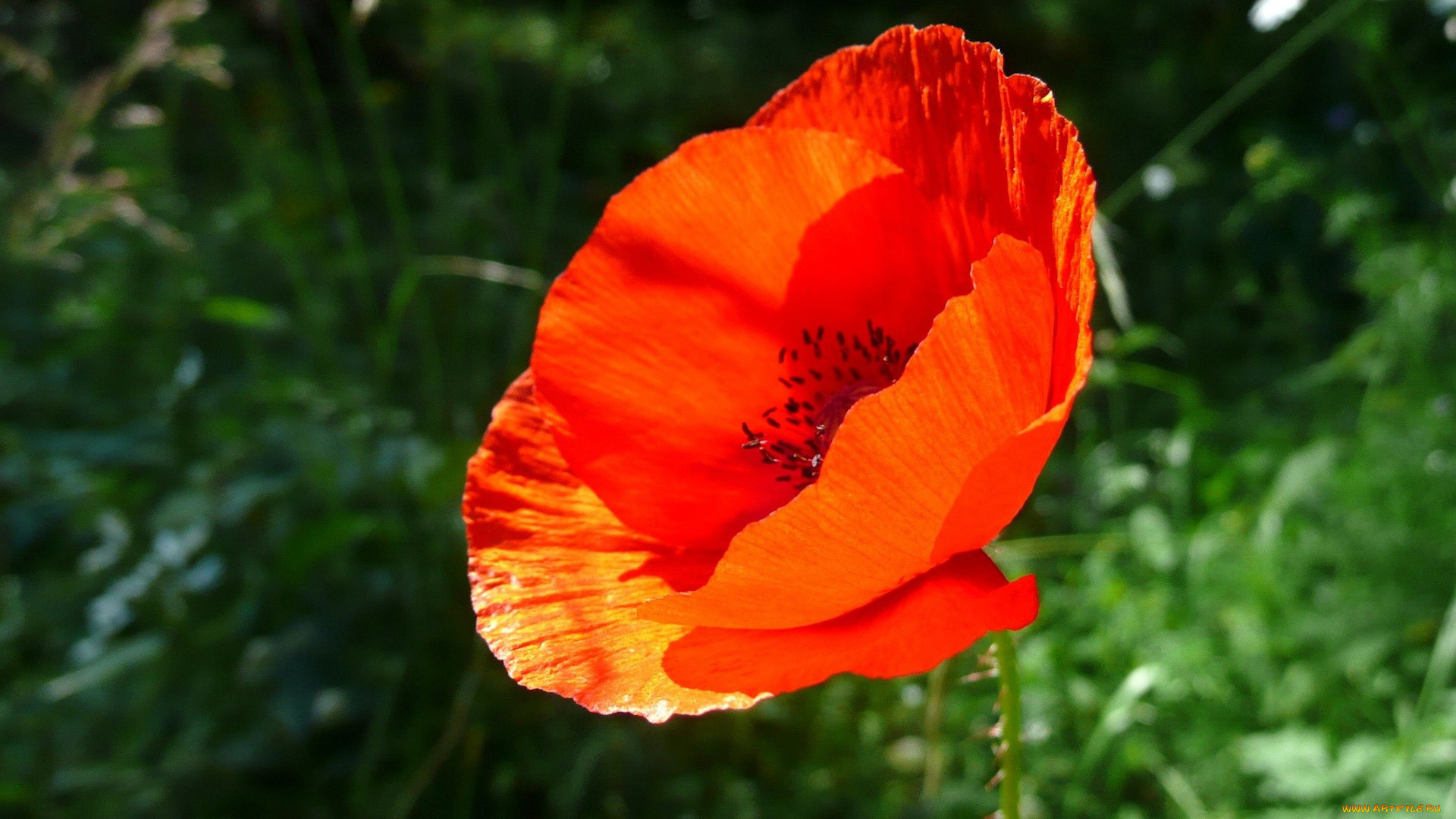 цветы, маки, оранжевый
