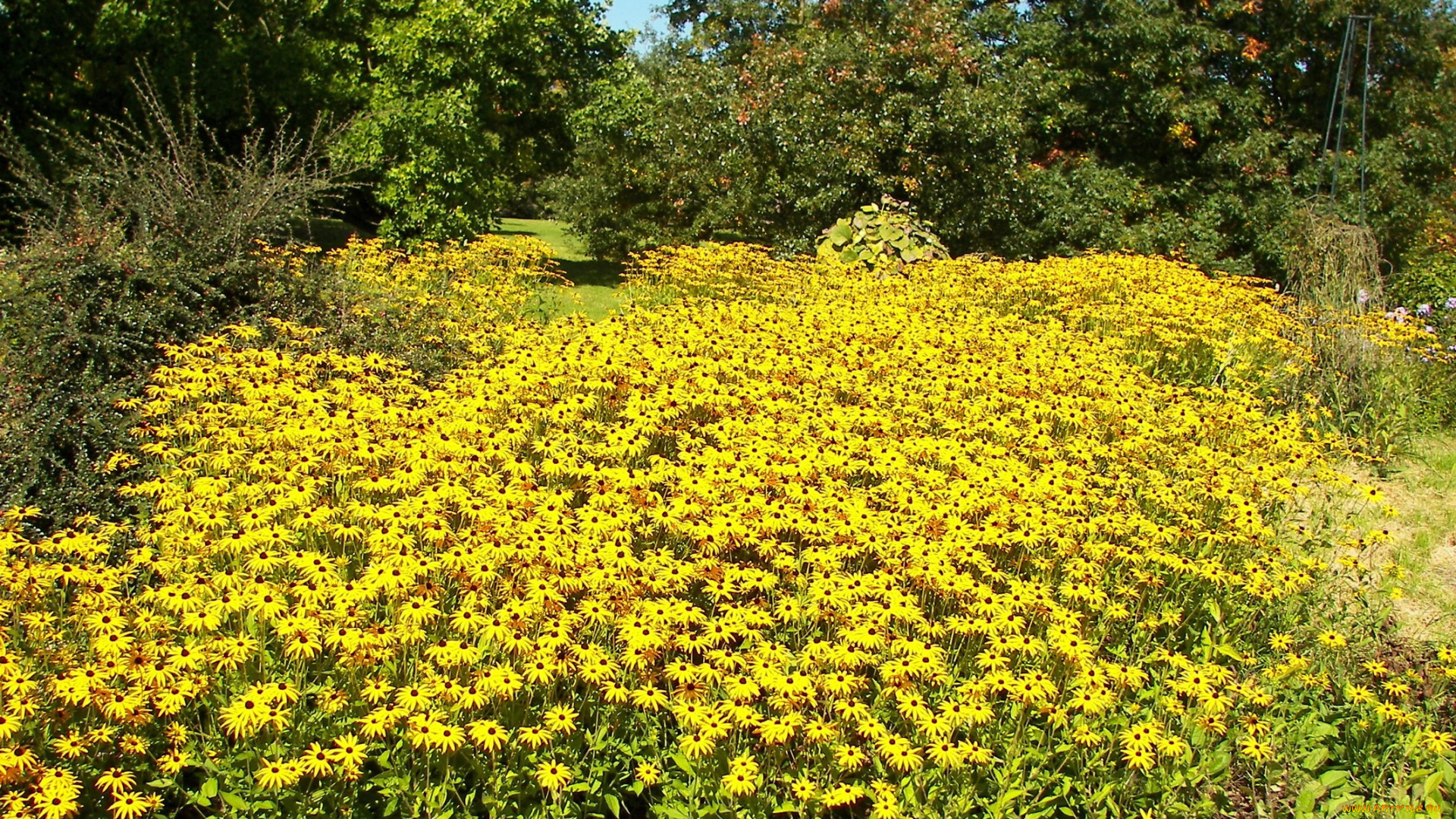 цветы, рудбекия, много, желтый