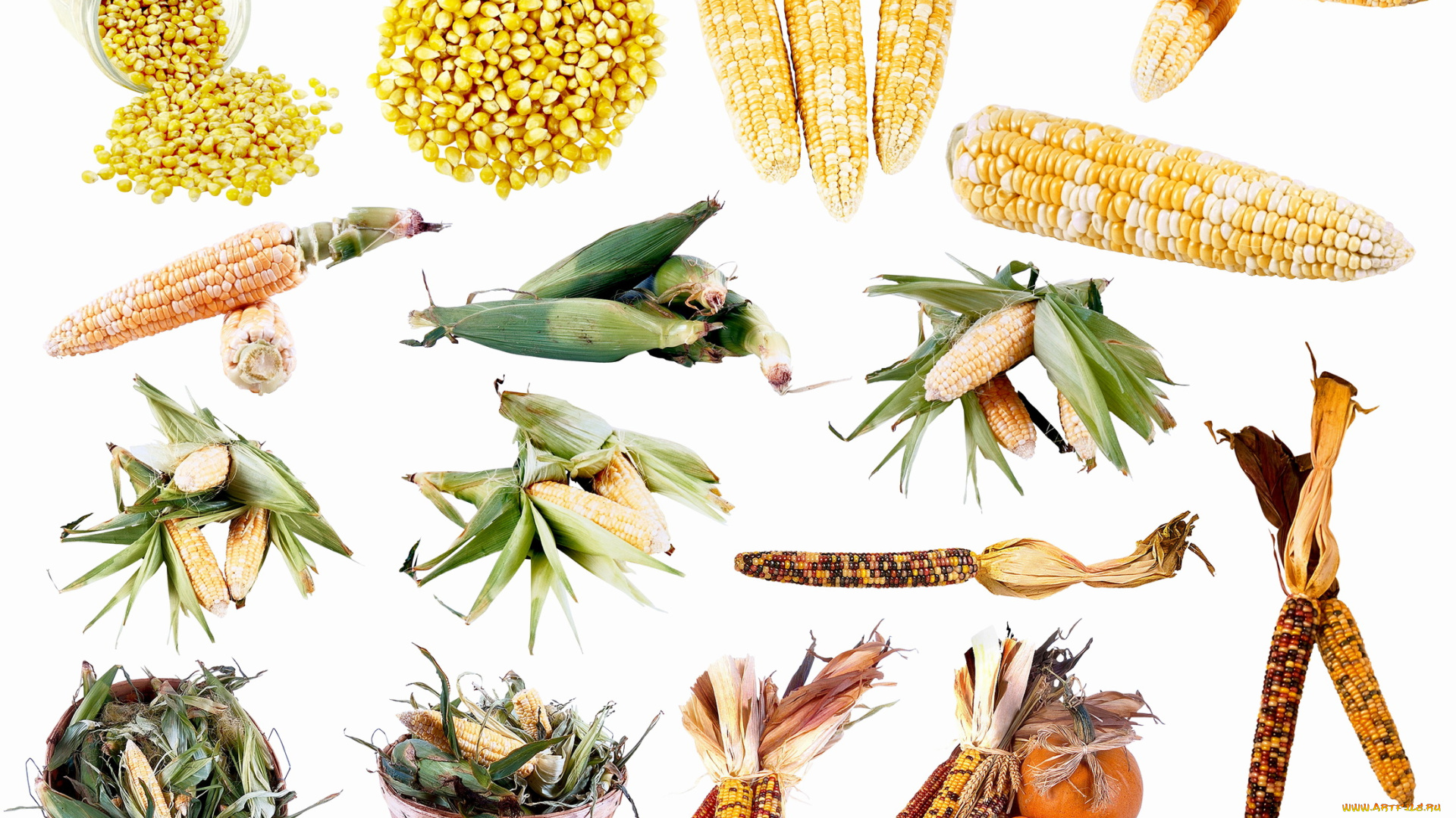 еда, кукуруза, кукураза