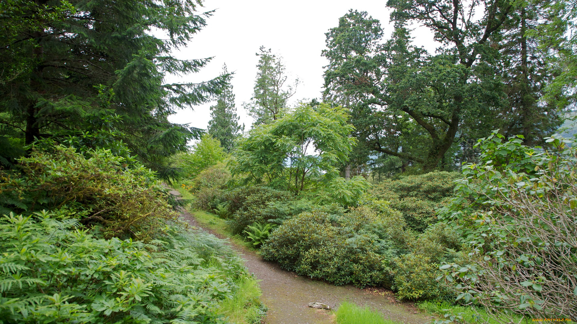 природа, парк, великобритания, ardkinglas, woodland, gardens