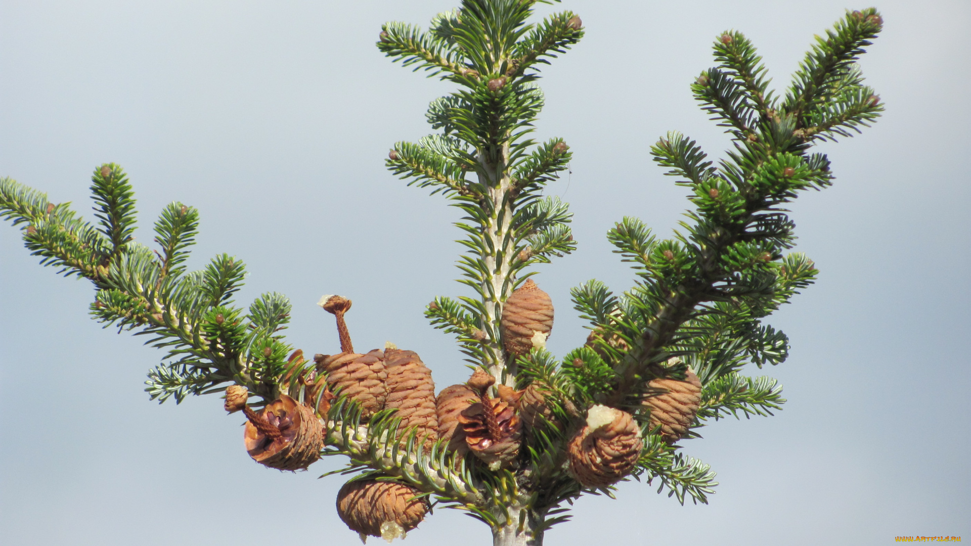 природа, шишки, жёлуди, каштаны, сосна