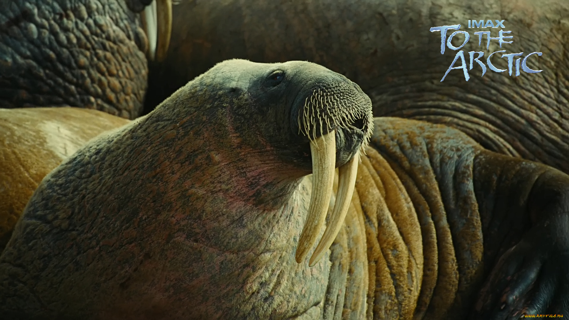 to, the, arctic, 3d, кино, фильмы, морж