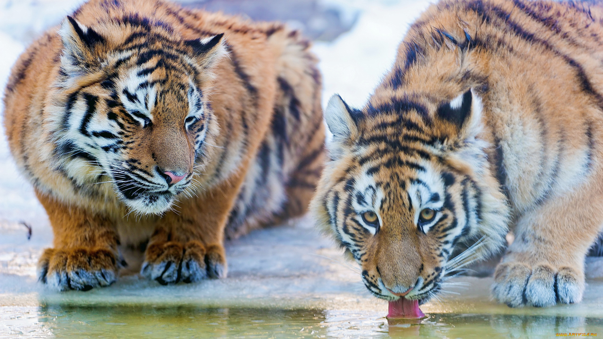 водопоя, животные, тигры, пьют, воду, пара