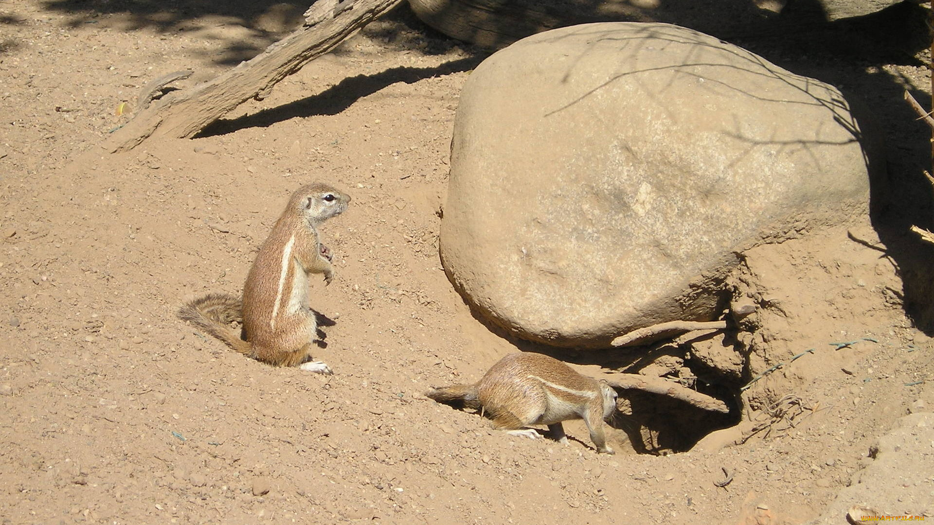 животные, белки, зоопарк, камни, песок