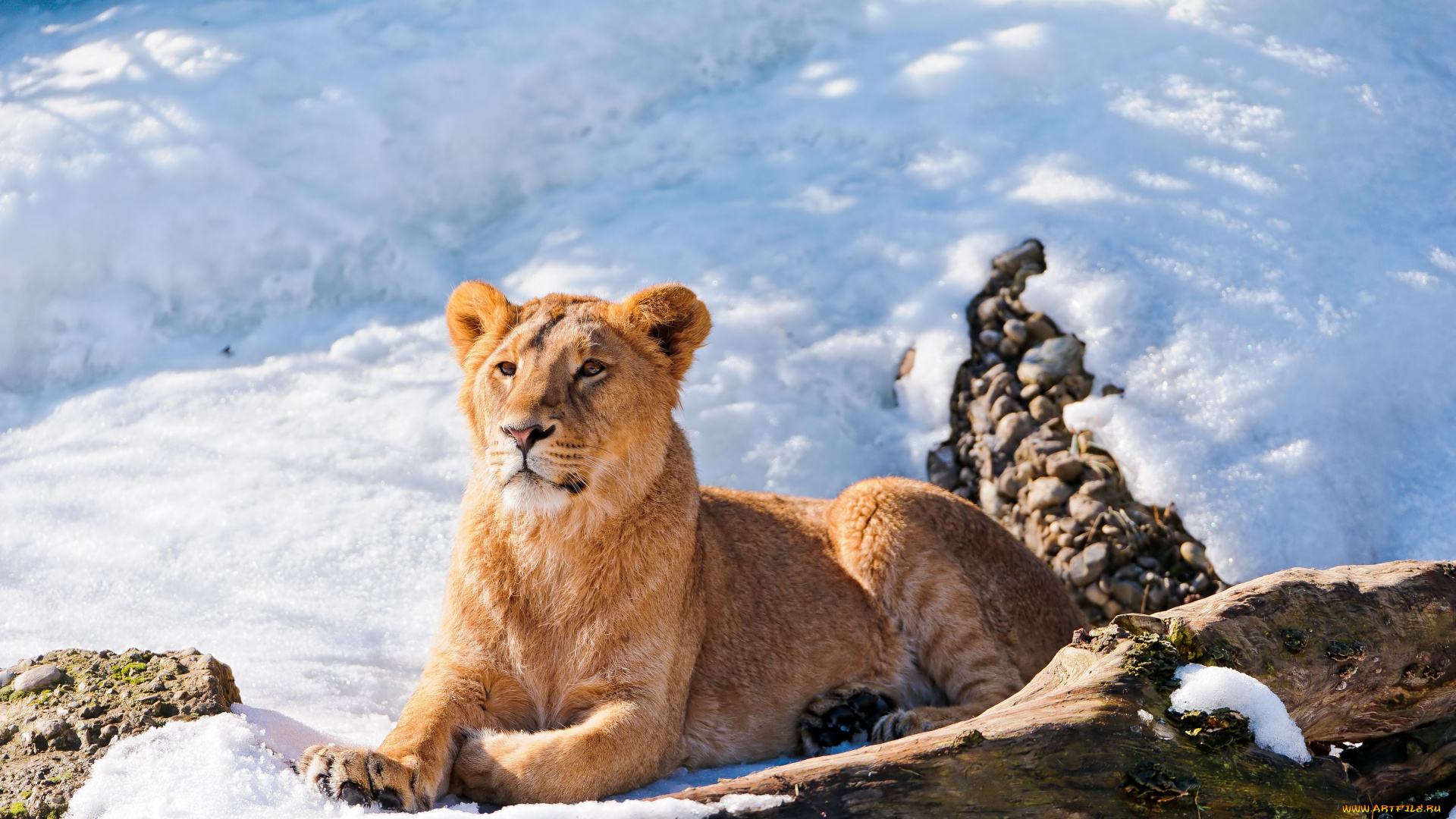 животные, львы, молодой, лев
