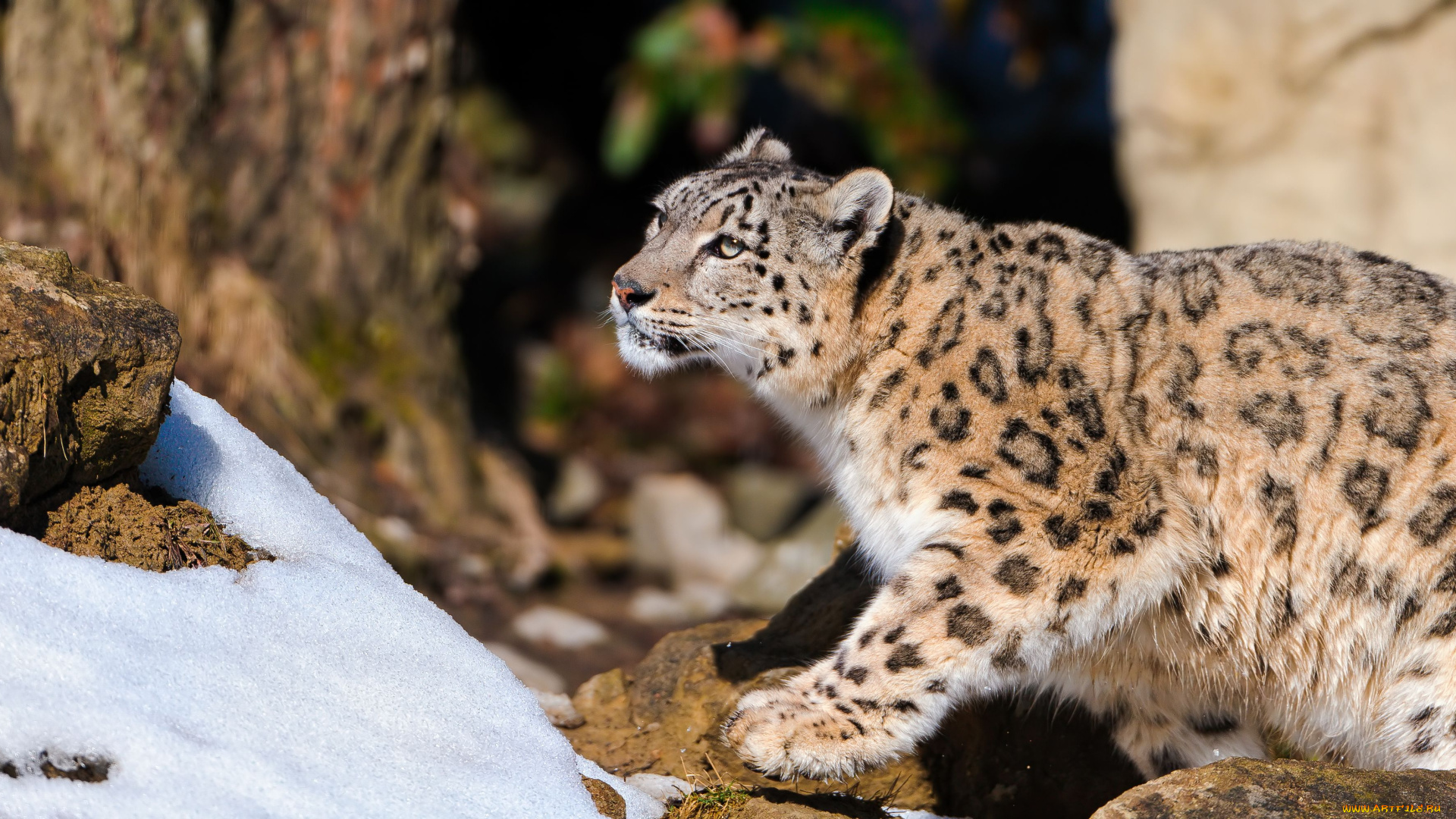 животные, снежный, барс, ирбис, хищник