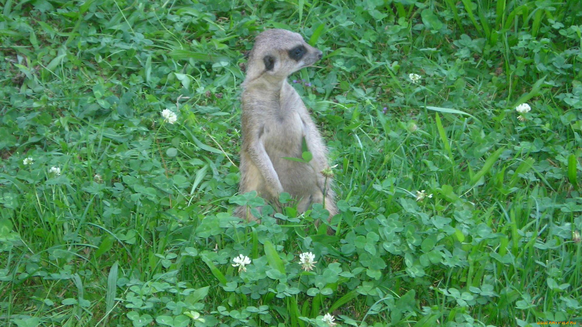 животные, сурикаты, трава