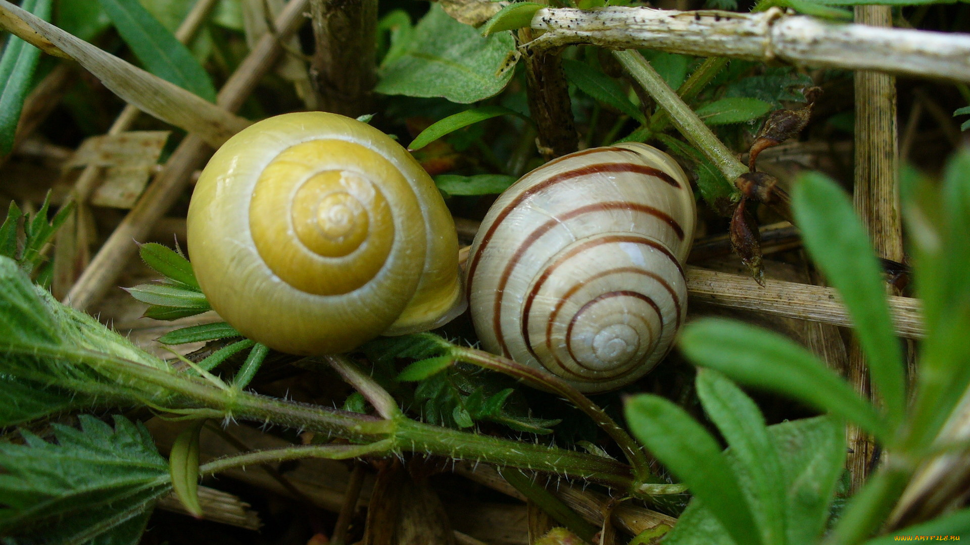 животные, улитки, трава