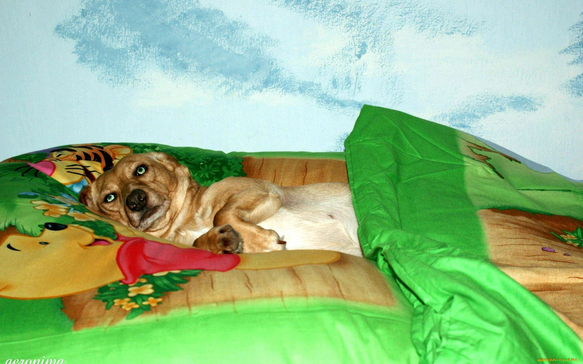автор, geronima, животные, собаки, постель