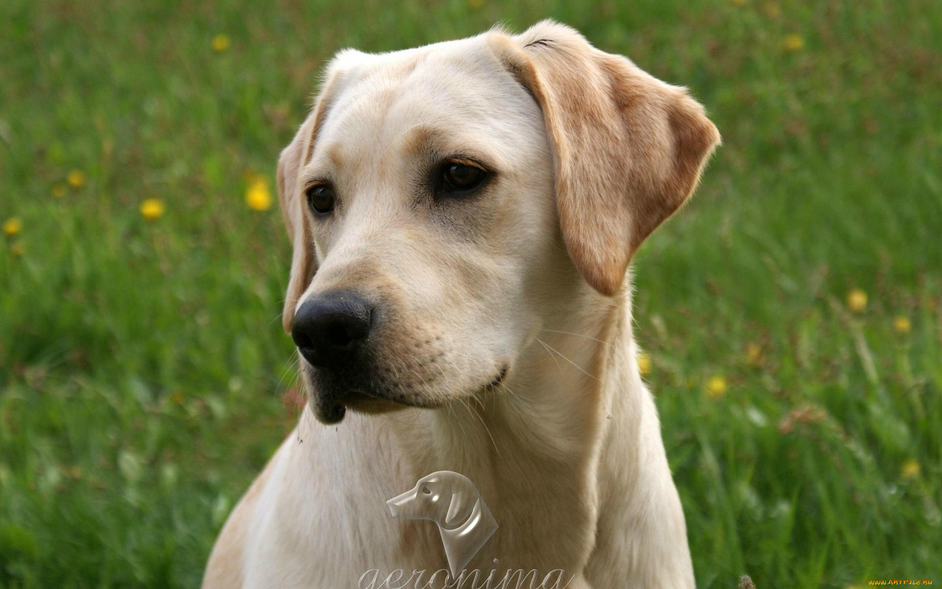 автор, geronima, животные, собаки, retriever