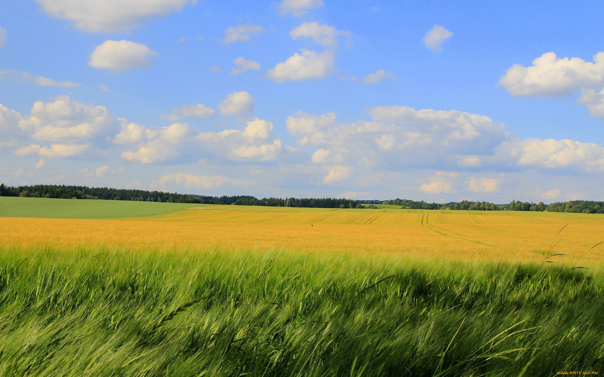 природа, поля, лес