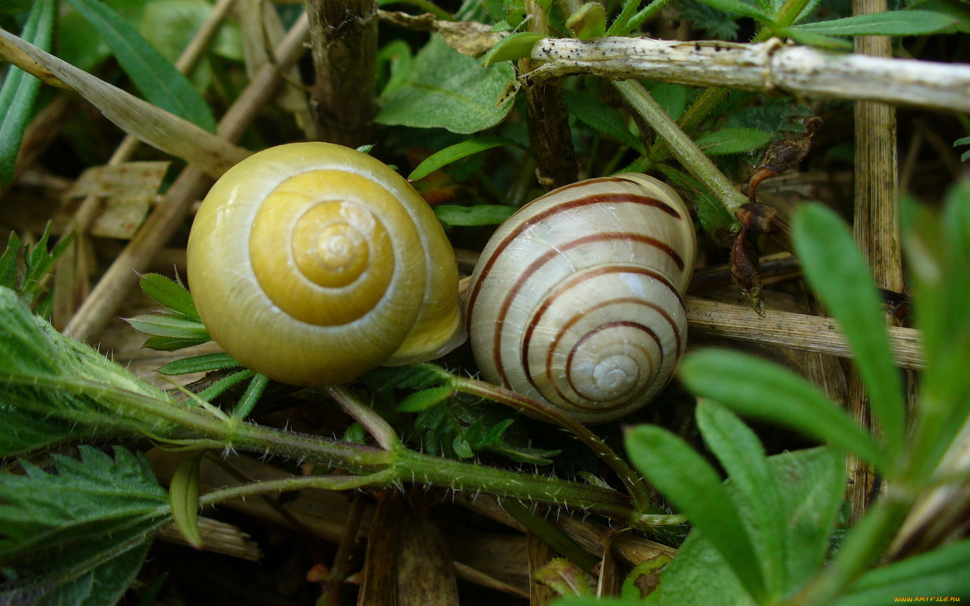 животные, улитки, трава