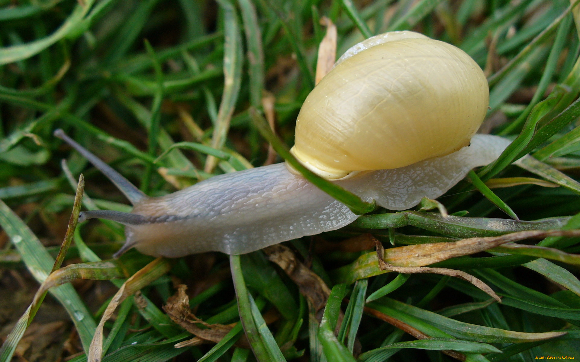 животные, улитки, трава, улитка