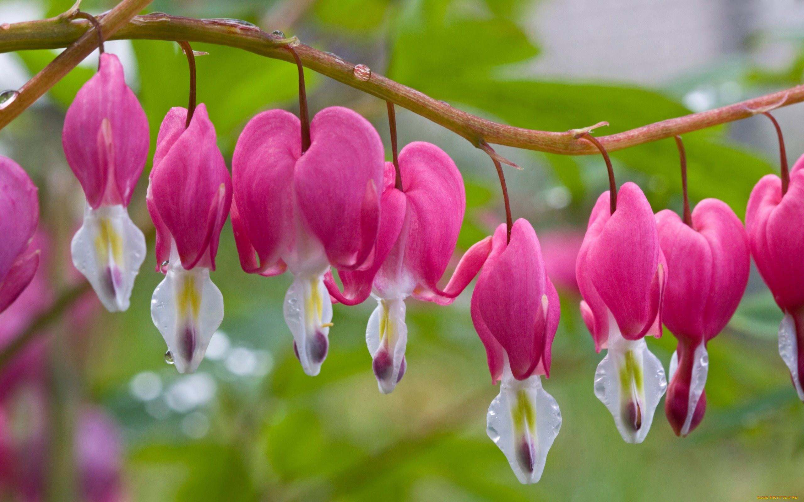 цветы, дицентра, разбитое, сердце, розовый, капли