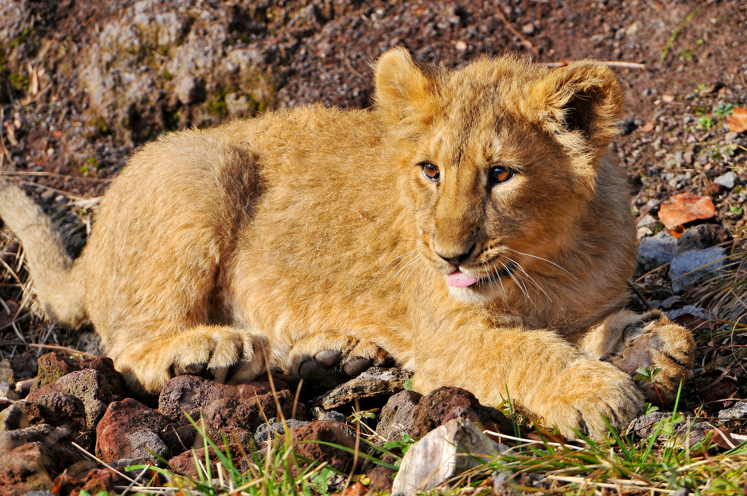 львёнок, животные, львы, мордочка, лежит, язык