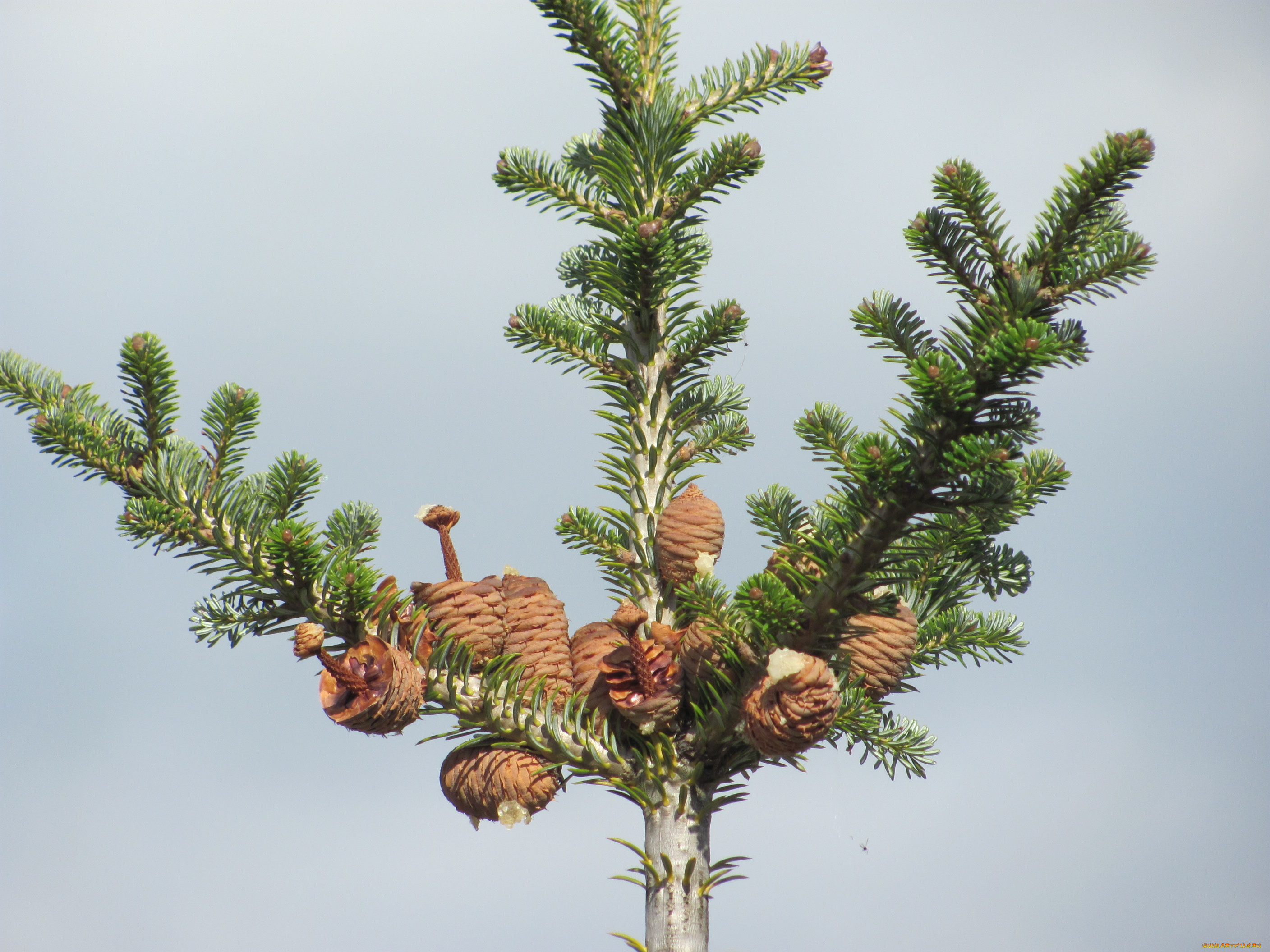 природа, шишки, жёлуди, каштаны, сосна